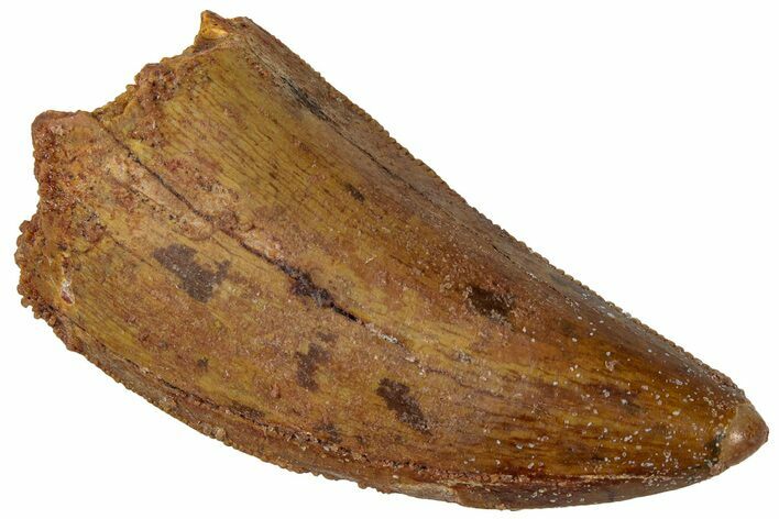 Carcharodontosaurus Tooth - Real Dinosaur Tooth #311044